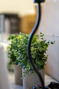 Vibrant green plants on a tidy desk, showcasing a professional workspace with modern décor and technology.