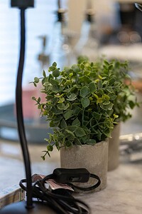 Close-up of green potted plant on kitchen countertop with utensils and electronics nearby.