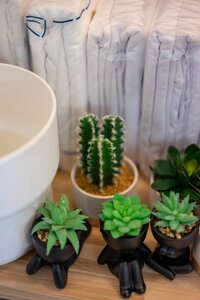Close-up of assorted succulents and cactus potted plants on a wooden surface, showcasing indoor plant decor.