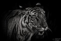 Eyes of the Wild Eyes of the Wild