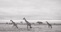 African Skies