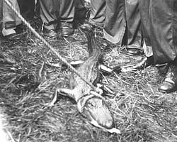 B Co. with the small alligator they caught on the maneuvers. Gator