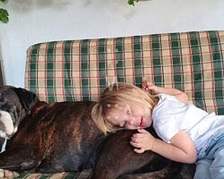 Eine unendliche Liebe zwischen Boxer und Kind