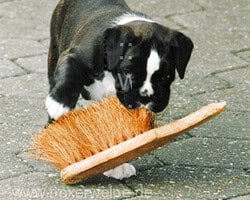 Boxerwelpe mit Handfeger