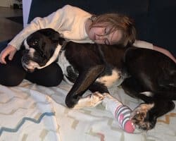 Boxer sind einfach die besten