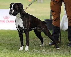 Lollo-Foto-Stand