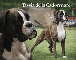 Tassia-Collage