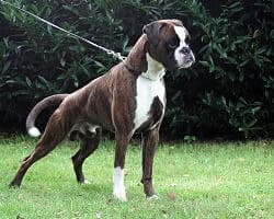 Multi-Champion Al-Capone von den Busch
