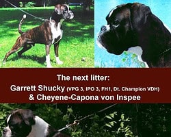 Cheyenne-Capona von Inspee