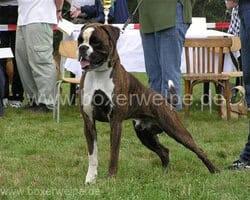 Multi-Champion Al-Capone von den Busch