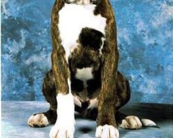 Boxerwelpe