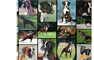 Bildcollage von den Busch Boxer