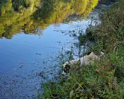 Krušnica rijeka u jesen, odraz drveća u vodi.