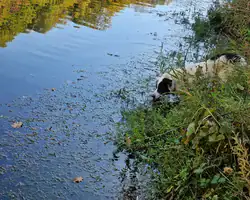 Pas pas na obali rijeke Krušnice s psom u prirodi.