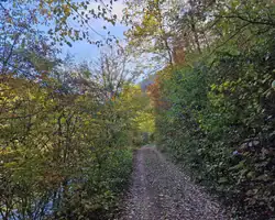 Krušnica rijeka u jesenjoj šumi, prirodna ljepota i mir.