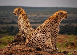 Together, two cheetahs survey the open plains of East Africa, their attention fixed on the landscape before them. For a moment, they are perfectly still—two sets of eyes searching the distance for movement, opportunity, or danger.Cheetahs are renowned for their extraordinary speed, but survival begins long before the chase. It requires patience, awareness, and an ability to read the slightest changes in the world around them.Vigilance captures the quiet intensity of that shared watch—two hunters united in stillness, alert to everything that moves beyond the horizon.Before the chase begins, they watch. Together. Vigilance