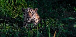 Deep in Brazil’s Northern Pantanal, near Porto Jofre, a jaguar pauses and fixes its gaze directly upon us. There is no urgency in the moment—only the quiet confidence of an animal completely at home in its world.Powerful yet remarkably elusive, the jaguar moves through the Pantanal’s rivers, forests, and wetlands with an almost effortless presence. For a brief moment, the roles seem reversed. We are no longer simply observing the jaguar. The jaguar is observing us.That unwavering gaze transforms the encounter into something more intimate—a fleeting connection between the wild and those fortunate enough to witness it.For a moment, we entered its world—and it chose to acknowledge ours. Watching You