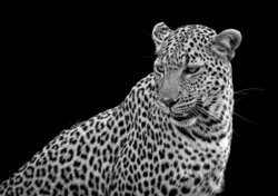 Resting in the quiet shadows, the leopard becomes a study in balance, pattern, and form. Its unmistakable rosettes flow across the body with an almost perfect natural rhythm, while light and darkness shape every line.There is strength here, but also stillness. The symmetry of the pose draws attention away from the leopard as predator and toward the extraordinary artistry found in its natural design.Symmetry in Shadow captures a quieter side of the leopard—where power gives way to form, and the beauty of the animal is revealed through light, pattern, and silence.In the shadows, nature reveals a perfection no artist could design. Symmetry in Shadow