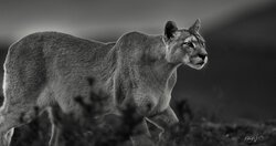 Across the rugged landscape of Patagonia, a puma moves with quiet purpose. Low to the ground and intensely focused, every step is measured as she searches the open terrain for opportunity.There is no wasted movement. The puma relies on patience, stealth, and an extraordinary ability to blend into a landscape of rock, grass, and shadow. Here, survival depends as much on knowing when to wait as knowing when to strike.On the Hunt captures that moment of complete concentration—when the surrounding world seems to disappear and instinct takes control.Silent, focused, and nearly unseen, she moves through Patagonia as both hunter and shadow. On the Hunt
