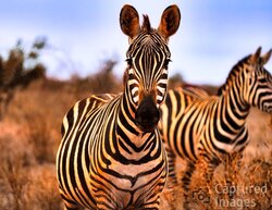 In the quiet of the African wilderness, the zebra becomes more than an animal—it becomes a study in line, contrast, and natural design. Bold black and white stripes flow across its form, creating patterns that seem to shift with every curve of the body.Stripped of distraction, the simplicity of the moment reveals something extraordinary: nature’s ability to create beauty through repetition, balance, and form.Stripes of Silence captures the zebra in its purest visual language—where the familiar becomes abstract and the animal itself becomes a work of art.In the stillness, there is no beginning or end—only the rhythm of the stripes. Stripes of Silence