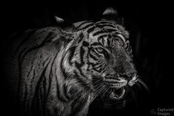 Eyes of the Wild Eyes of the Wild
