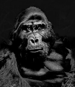 In the ancient forests of Uganda’s Bwindi Impenetrable Forest, a mountain gorilla sits with a quiet authority that needs no display of strength. Powerful yet composed, his presence seems to command the forest around him.To encounter a mountain gorilla in the wild is to experience something deeply personal. There is an intelligence in the eyes, an awareness in the expression, and a calm dignity that makes the distance between observer and subject seem remarkably small.King of Bwindi captures that sense of presence—a portrait not simply of strength, but of wisdom, resilience, and the fragile future of one of the world’s most extraordinary animals.In his forest kingdom, true power is found not in dominance, but in presence. King of Bwindi