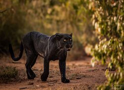 Moving quietly through the shadows, the black leopard seems to become part of the darkness itself. Her deep coat absorbs the surrounding light, revealing only fleeting traces of the rosettes hidden beneath the black.There is an effortless grace to her movement—silent, deliberate, and almost unseen. One moment she is there; the next, she seems to disappear into the landscape.Silent Passage captures the elusive nature of the black leopard: an animal whose survival depends upon patience, secrecy, and the extraordinary ability to move unnoticed through the wild.She does not simply move through the shadows. She becomes them. Silent Passage