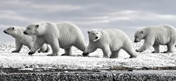 Across the frozen silence of the Arctic, a polar bear mother walks beside her three nearly grown cubs. For years, she has guided them across the ice—teaching them where to travel, how to hunt, and how to survive in one of the most unforgiving environments on Earth.But their time together is nearing its end. Soon, the cubs will leave their mother and begin their own solitary journeys across the Arctic.The Last Walk Together captures something rarely seen in nature: the quiet transition between dependence and independence, between family and separation. Four bears moving together across the ice, perhaps for one of the final times.They have traveled this far together. From here, each must find their own way. The Last Walk Together