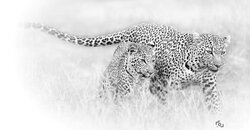 Inheritance of the Wild Inheritance of the Wild