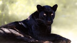 Few animals embody mystery quite like the black leopard. Often called the legendary “black panther,” it is not a separate species, but a rare melanistic leopard whose dark coat can conceal the familiar rosette pattern until the light reveals it.In the dense forests of Asia, melanism can provide a natural advantage, allowing these extraordinary cats to disappear almost effortlessly into shadow. In Africa, where black leopards are far less commonly encountered, their presence feels almost mythical.Photographing this remarkable female offered a rare glimpse into that hidden world. Moving between darkness and light, her coat shifts from seemingly pure black to reveal the subtle patterns beneath—an animal both concealed and revealed by her surroundings.She is not simply black. She is shadow, pattern, power, and grace—visible for a moment before disappearing once again into the wild. Midnight Gaze