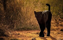 Silent Passage Black Leopard Silent Passage Black Leopard