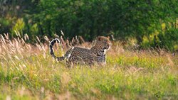 Through the Grass Through the Grass