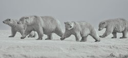 Across the frozen silence of the Arctic, a polar bear mother walks beside her three nearly grown cubs. For years, she has guided them across the ice—teaching them where to travel, how to hunt, and how to survive in one of the most unforgiving environments on Earth.But their time together is nearing its end. Soon, the cubs will leave their mother and begin their own solitary journeys across the Arctic.The Last Walk Together captures something rarely seen in nature: the quiet transition between dependence and independence, between family and separation. Four bears moving together across the ice, perhaps for one of the final times.They have traveled this far together. From here, each must find their own way. The Last Walk Together