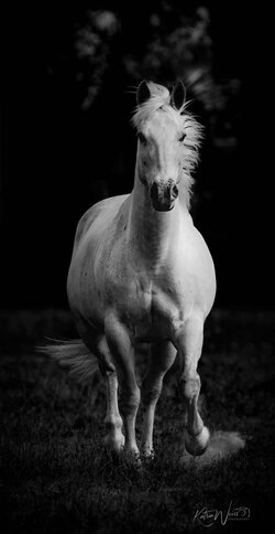 Born to Run