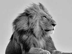 Watching over his Kingdom
