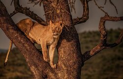 Searching for Movement