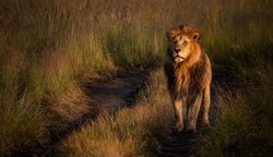 Ruler of the Tall Grass