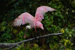Hunting in the Pantanal