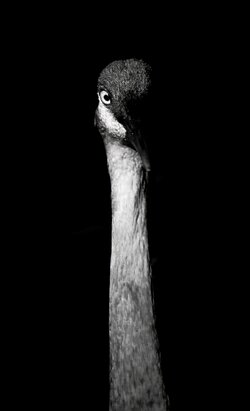 The Watcher