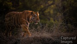 Beauty of the Jungle