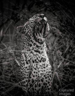 Breath of the Savannah Breath of the Savannah