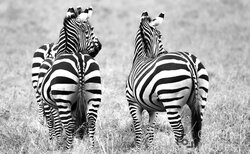 Perusing the Plains