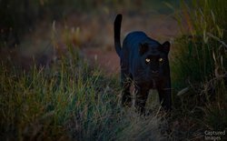 Eyes of Midnight