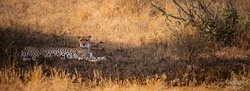 Eyes of the Savannah