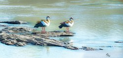River Companions