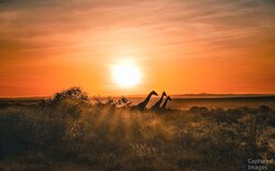 Shadows of the Savannah