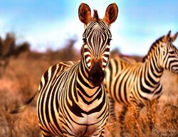 Stripes of Silence Stripes of Silence
