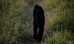 Through the Veil