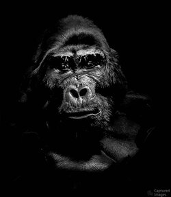 king of bwindi king of bwindi