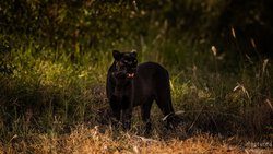 Emerging Darkness